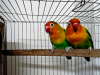 Love bird pair